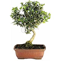 Los mejores  - Bonsai - Acebuche- 7 Años (Bonsai Sei - Olea Europaea Sylvestris)